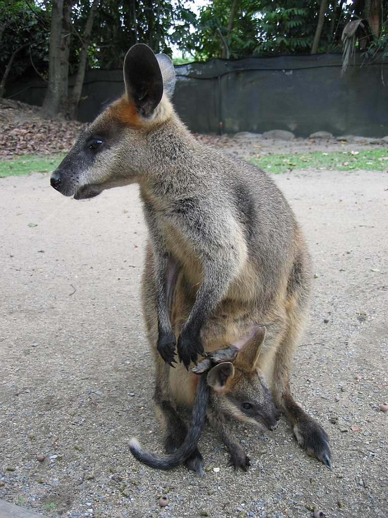 076 Port Douglas Wildlife Habitat.jpg